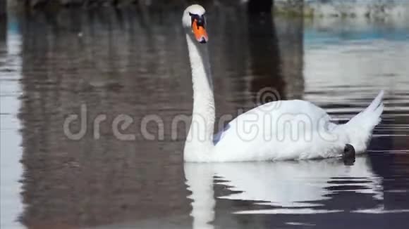 大白天鹅游在池塘里视频的预览图