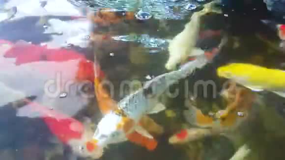 鱼在游泳池里游泳视频的预览图