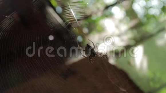 大网蜘蛛吃视频的预览图