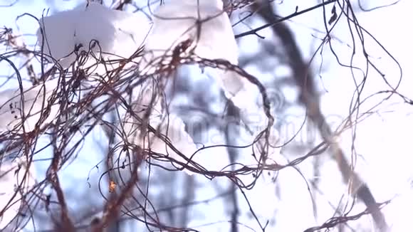 大雪纷飞树枝丛生视频的预览图