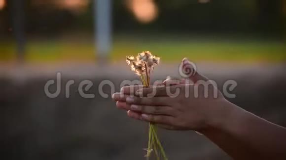 年轻少女的手在夕阳下玩草地少女玩转草花的乐趣把手举起来视频的预览图