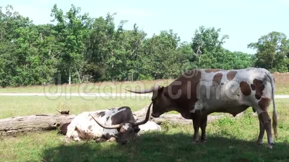 牧场上的长角牛视频的预览图