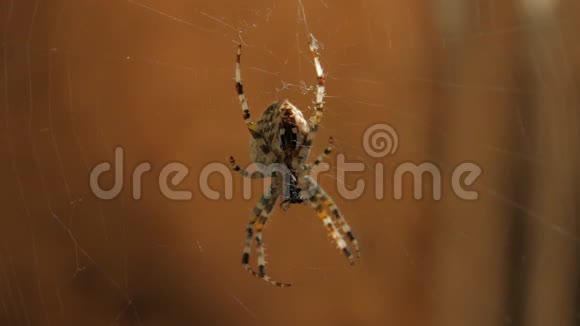 网上的大蜘蛛吃视频的预览图