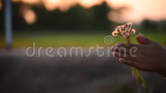 年轻少女的手在夕阳下玩草地少女玩转草花的乐趣把手举起来视频的预览图