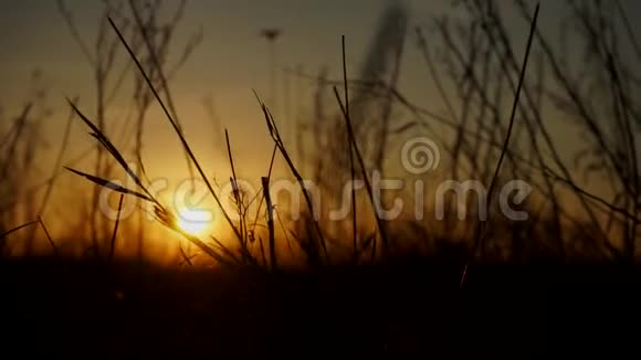 夕阳前摇曳的草地视频的预览图