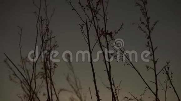 夕阳前摇曳的草地视频的预览图