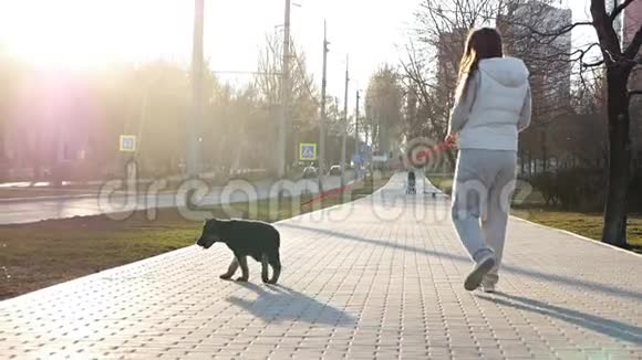 慢动作女人在公园的小巷里散步日落时带着一只有趣的狗和宠物一起散步放松这就是视频的预览图
