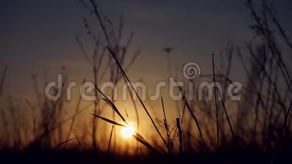 夕阳前摇曳的草地视频的预览图