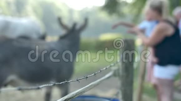 宠物动物园里的驴子视频的预览图