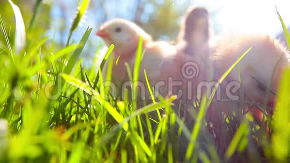 草地上的小鸡视频的预览图