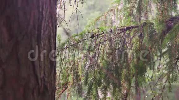 松林中的雨视频的预览图