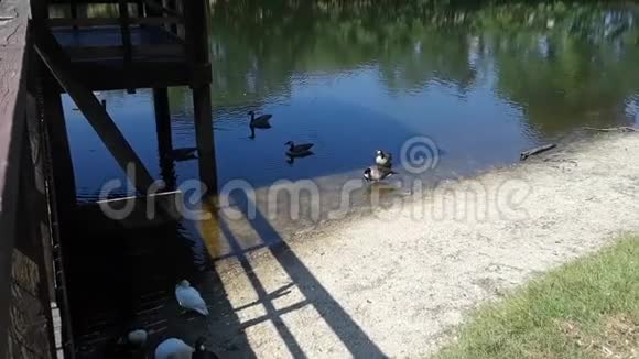 鸭子在湖边享受阳光明媚的一天视频的预览图