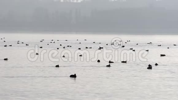 湖上有很多野鸭视频的预览图