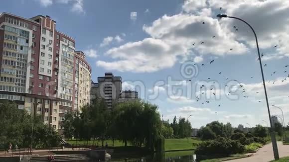 一群鸽子在城里飞来飞去视频的预览图