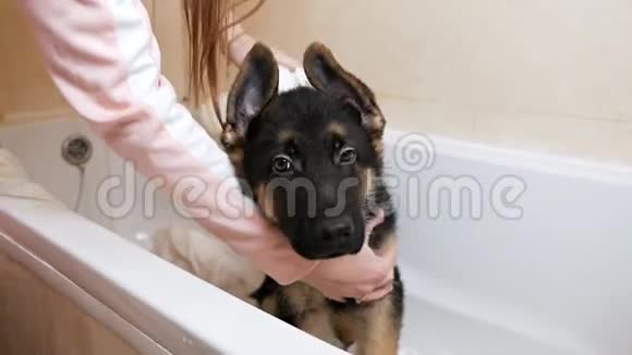 德国牧羊人在家里的浴室里用肥皂和水洗澡女孩给一只可爱的小狗洗澡宠物护理视频的预览图