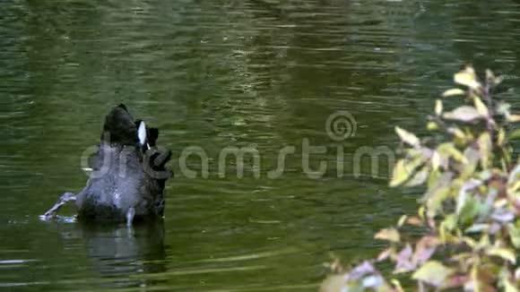 湖中的黑天鹅洗澡视频的预览图