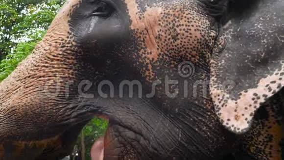 印度大象用舌头和咀嚼食物吞下水果的4k视频视频的预览图