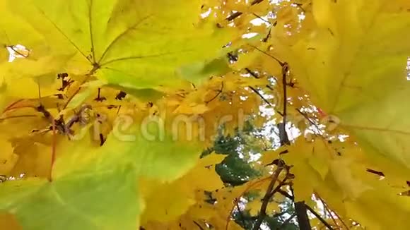 秋风中的落叶视频的预览图