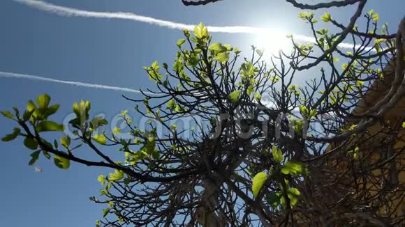 日光浴树和飞鸟视频的预览图