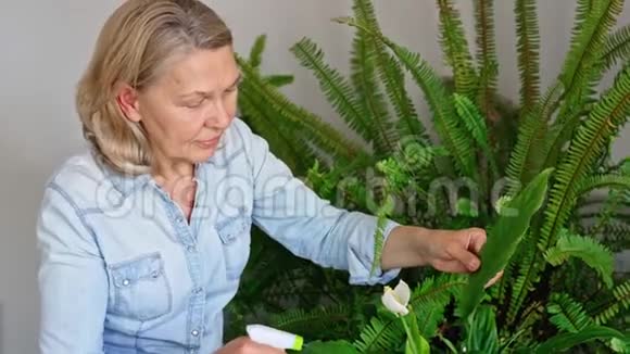 女人在家浇花家庭主妇照料家中的鲜花公寓里的植物视频的预览图