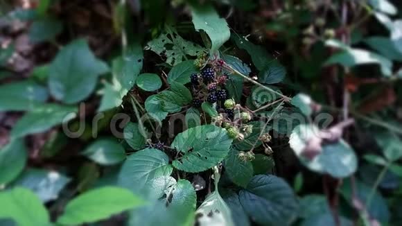 黑莓生长在老花园里视频的预览图