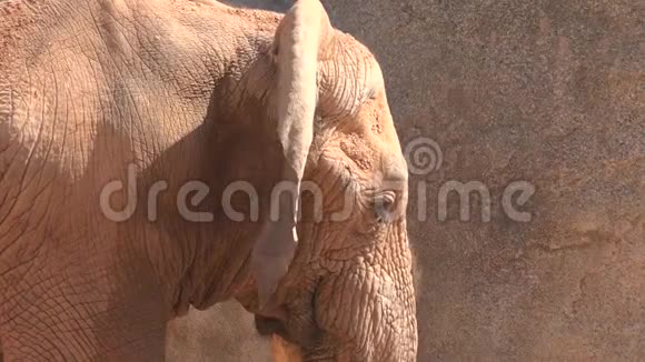 大象的头和耳朵视频的预览图