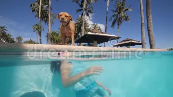 狗正在照顾在热带度假酒店游泳池游泳的女孩子视频的预览图