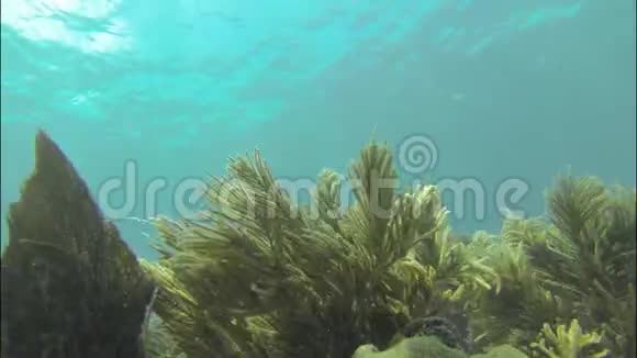 珊瑚礁上的海扇视频的预览图