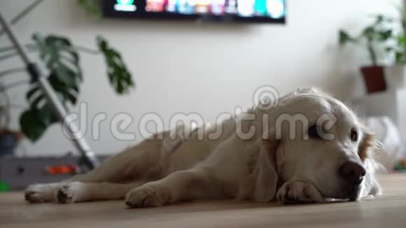 家里的宠物生活打扫房子女人在公寓里吸木地板大狗躺在前台视频的预览图