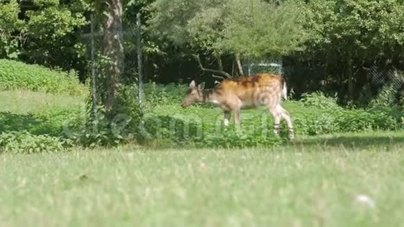 森林里的小鹿视频的预览图