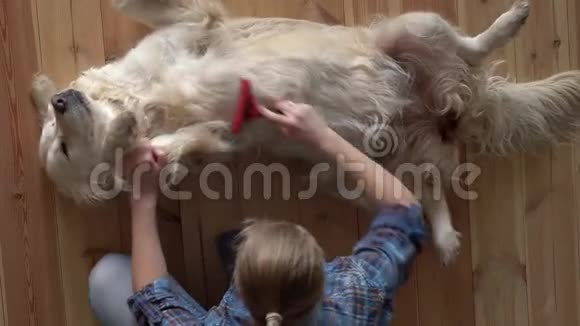 宠物护理女人正在家里梳一只大的金毛犬和一把金属梳梳顶部视图视频的预览图