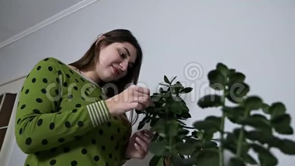 年轻女子在家清理自家种植的叶子上的灰尘视频的预览图