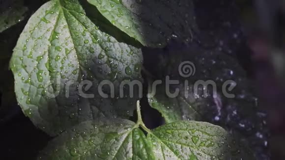 雨后灌木丛视频的预览图