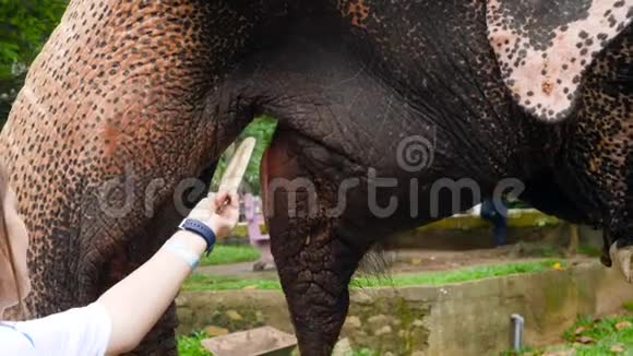 特写4k印度大象在大象保护区手中吃水果的视频视频的预览图