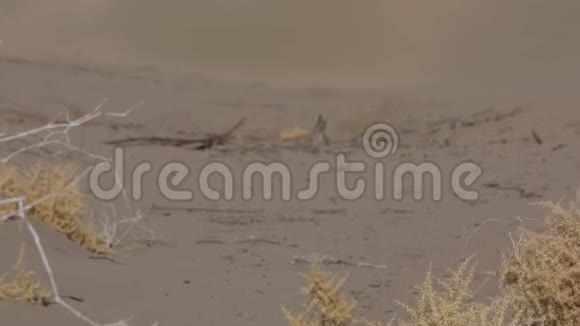 沙漠中的沙尘暴视频的预览图