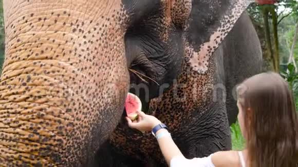 在斯里兰卡大象保护区喂印度大象水果的女游客特写视频视频的预览图