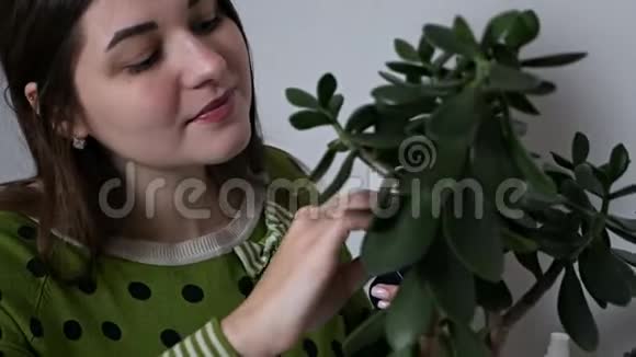 女人的双手在家里照料植物擦去花朵的尘埃视频的预览图