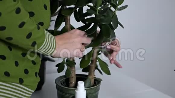 女人的双手在家里照料植物擦去花朵的尘埃视频的预览图