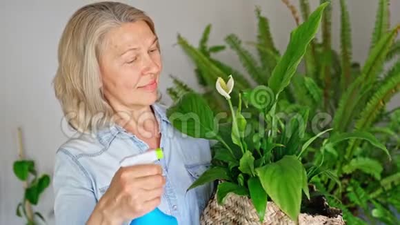 女人在家浇花家庭主妇照料家中的鲜花公寓里的植物视频的预览图