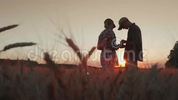 日落时两个农民正在麦田里工作他们用平板电脑交流在前景中视频的预览图