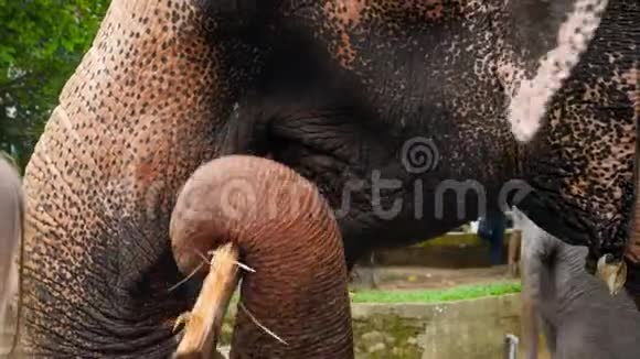斯里兰卡圣所或国家公园游客喂食印度大象的特写4k视频视频的预览图