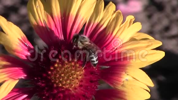 加氏虫花上的蜜蜂视频的预览图