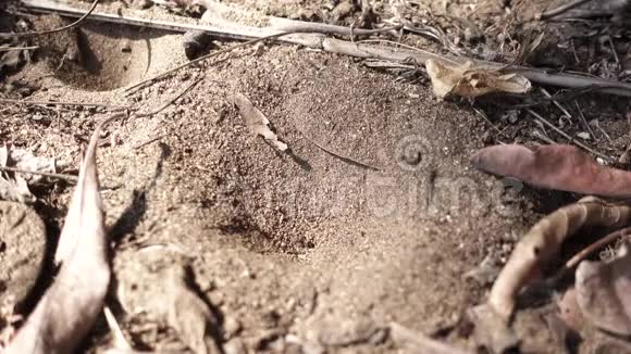 蚂蚁逃离蚁狮沙阱视频的预览图