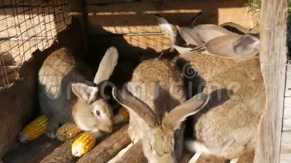农场里满是灰兔的笼子视频的预览图