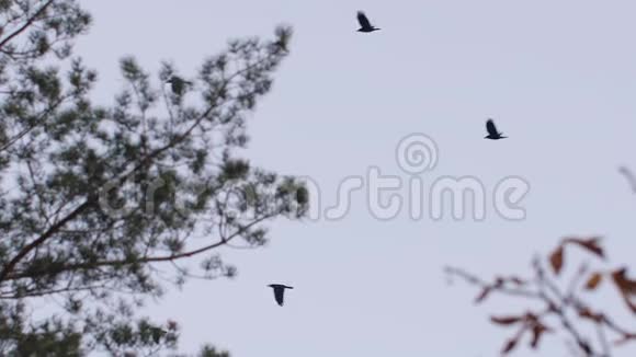 鸟儿飞过树木视频的预览图