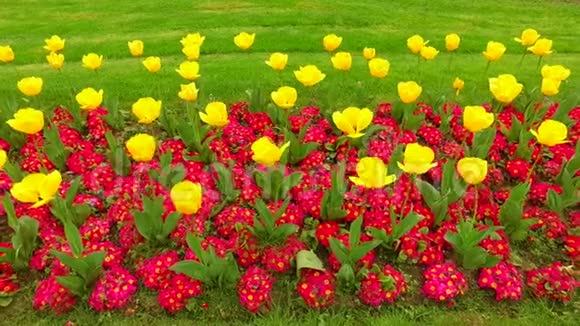 郁金香是春天的象征视频的预览图
