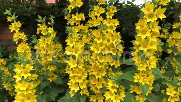 花中黄色的松花叶视频的预览图