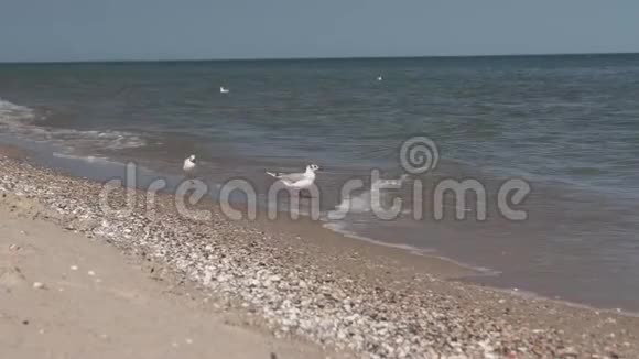 海鸥靠岸近景白鸟海鸥坐在海边视频的预览图
