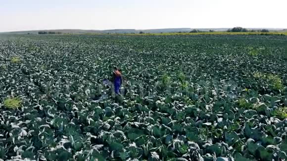 男农场主走在大白菜地上检查蔬菜农田上的农民视频的预览图