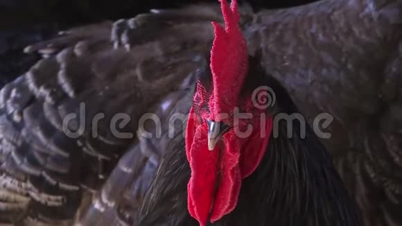 农场上一只黑公鸡的画像视频的预览图